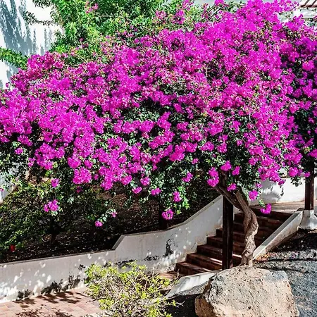 Apartamento El Descanso Costa Teguise